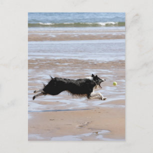 Dog chasing a ball at the beach postcard