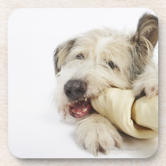 Dog Chewing on Rawhide Bone Coaster (Front)