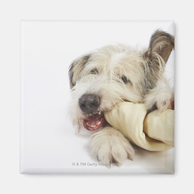 Dog Chewing on Rawhide Bone Magnet (Front)