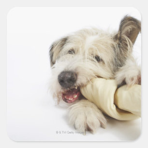 Dog Chewing on Rawhide Bone Square Sticker