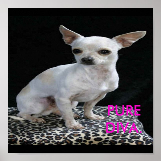 Dog Chihuahua Diva Print (Front)