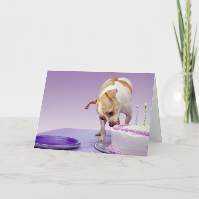 Dog (chihuahua) eating birthday cake on table card (Front)