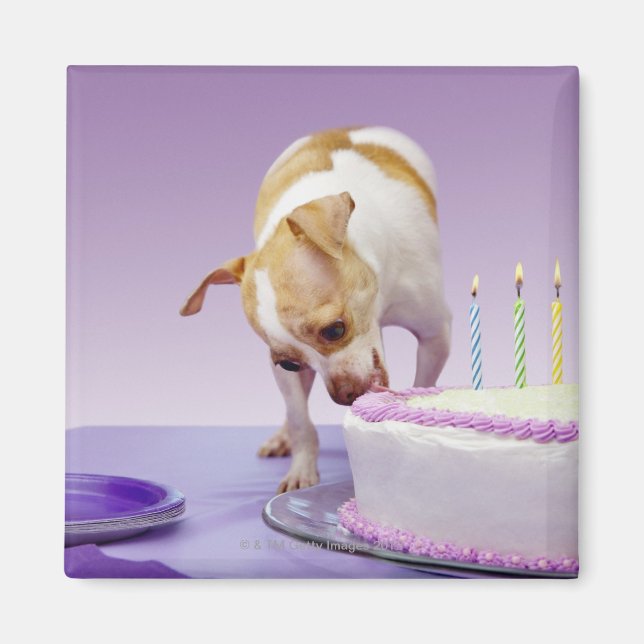 Dog (chihuahua) eating birthday cake on table magnet (Front)