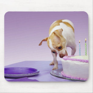 Dog (chihuahua) eating birthday cake on table mouse mat