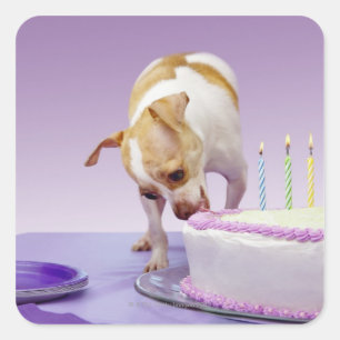 Dog (chihuahua) eating birthday cake on table square sticker