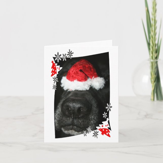 Dog Christmas hat on nose, black lab mix canine Holiday Card (Front)