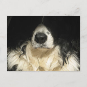 Dog close up postcard