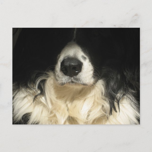 Dog close up postcard (Front)