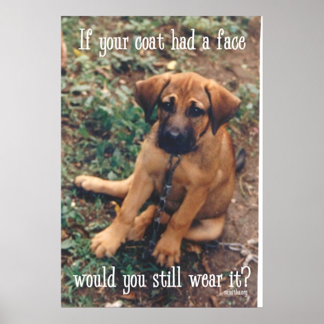dog coat poster (Front)
