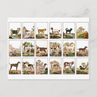 Dog Collection In Vintage Style Postcard