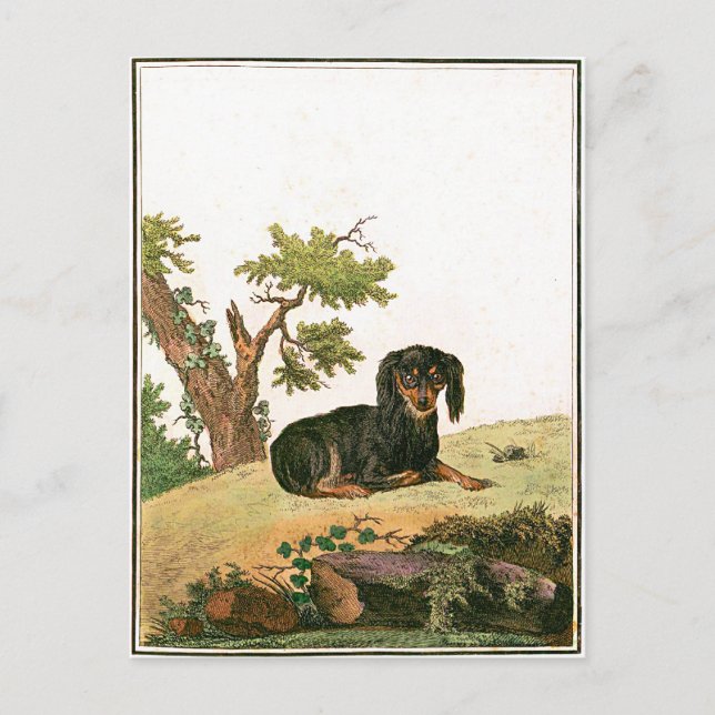 Dog - Continental Toy Spaniel Postcard (Front)