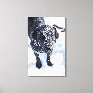 Dog covered in snow canvas print