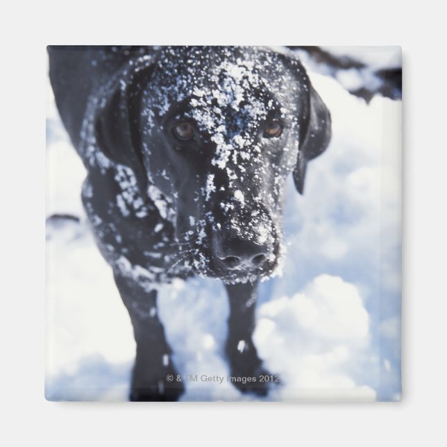 Dog covered in snow magnet (Front)