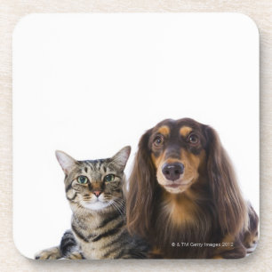 Dog (Dachshund) and cat (Japanese cat) on white Coaster