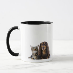 Dog (Dachshund) and cat (Japanese cat) on white Mug