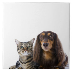 Dog (Dachshund) and cat (Japanese cat) on white Tile