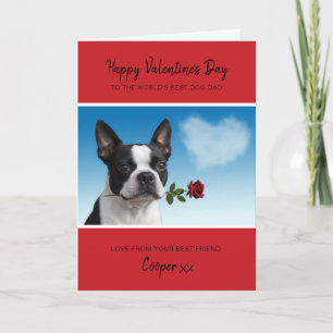 Dog Dad Valentine From Boston Terrier Holding Rose Holiday Card
