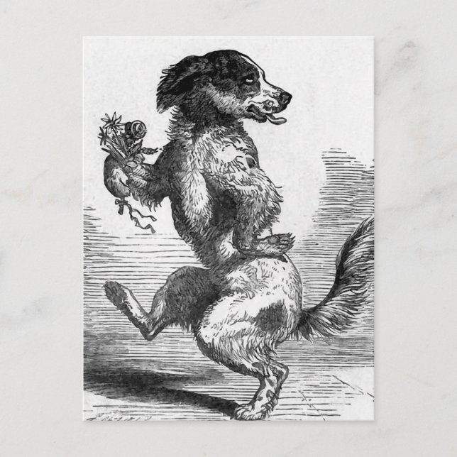 "Dog Dancing a Jig" Vintage Illustration Postcard (Front)