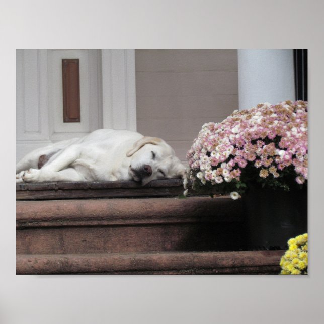 Dog Day Afternoon Poster (Front)