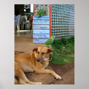 Dog Day in on Little Corn Island Poster