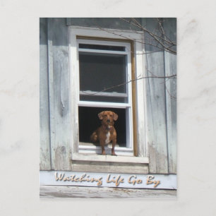 Dog Day Postscard Postcard