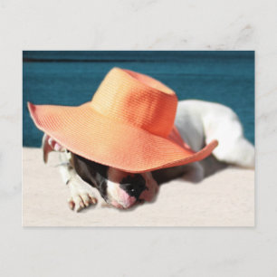 Dog Days of Summer at the Seashore Postcard