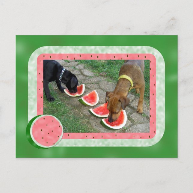 Dog Days of Summer Postcard (Front)