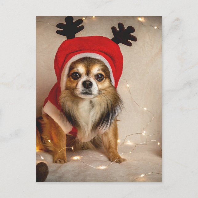 Dog Deer Postcard (Front)