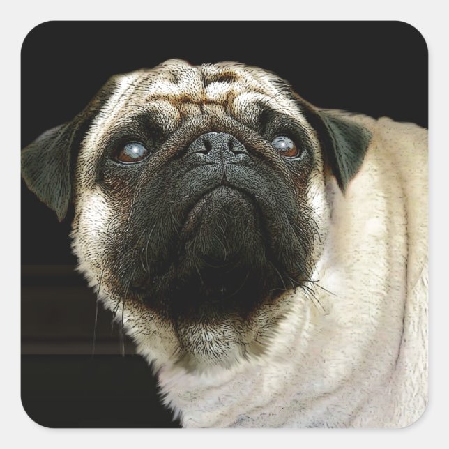 Dog Designs for Pet-lovers Square Sticker (Front)