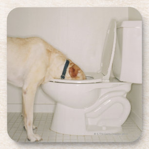 Dog drinking out of toilet coaster