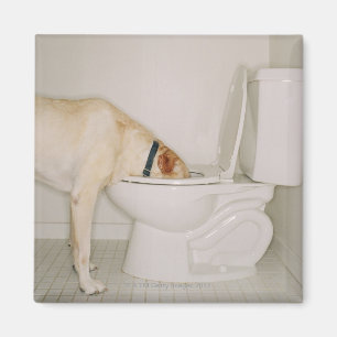 Dog drinking out of toilet magnet