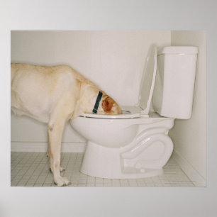 Dog Drinking out of Toilet Poster