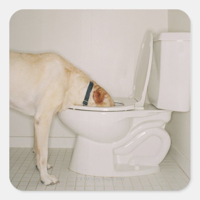 Dog drinking out of toilet square sticker (Front)
