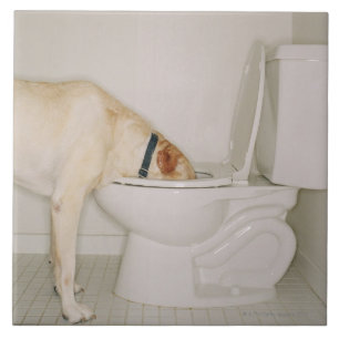 Dog drinking out of toilet tile
