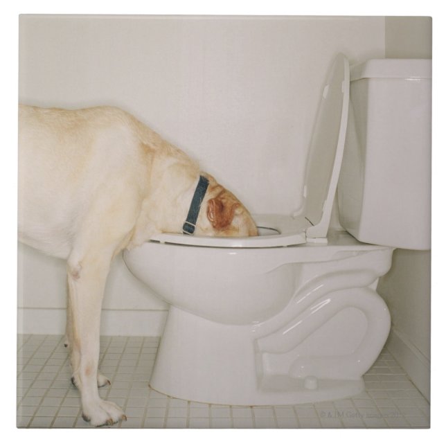 Dog drinking out of toilet tile (Front)