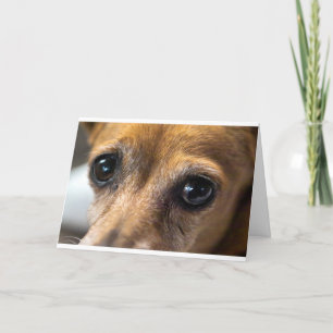 Dog Eyes Card