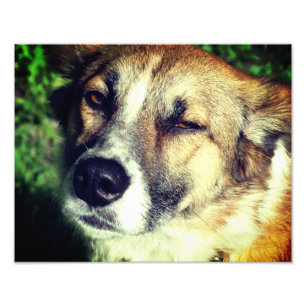 Dog  face Kodak Professional Photo Paper (Satin)