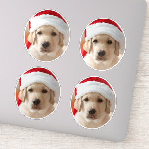 Dog Face Photo Custom Cut out