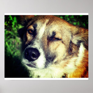Dog face Photo Value Poster Paper (Matte)