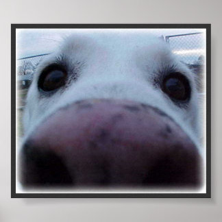 Dog Face Poster