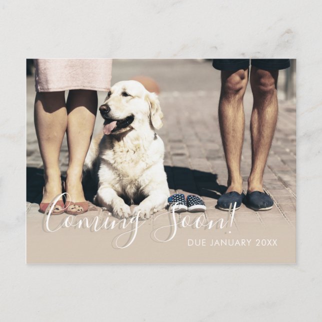 Dog Family Photo Coming Soon Pregnancy Baby Announcement Postcard (Front)