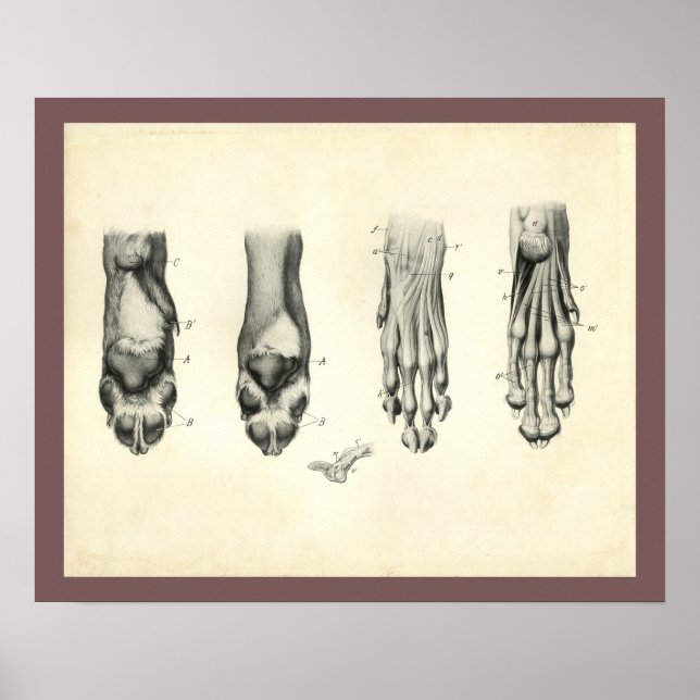 Dog Foot Paw Veterinary Anatomy Print (Front)