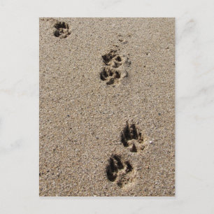 Dog Footprints Postcard