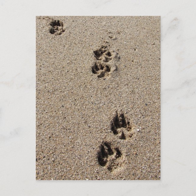 Dog Footprints Postcard (Front)