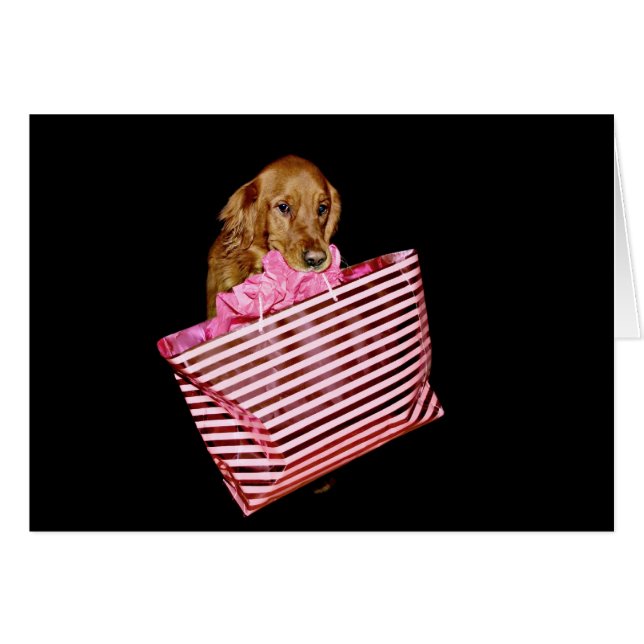 Dog goes shopping (Front Horizontal)