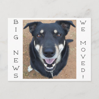 Dog gone HAPPY! Postcard