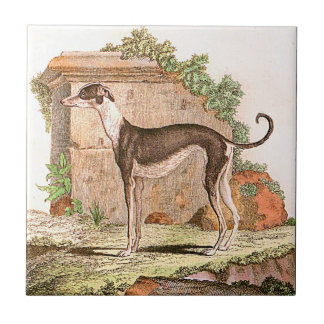 Dog - Greyhound Tile