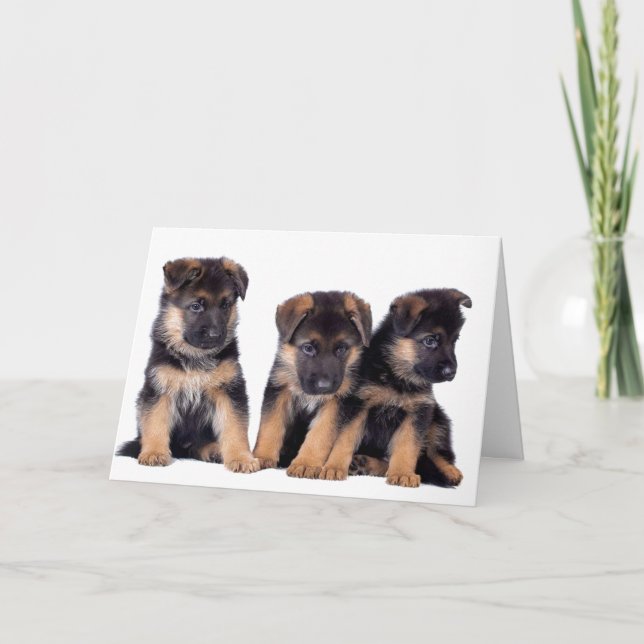 DOG GROOMER, VETERINARIAN AND DOG WALKER CARD (Front)