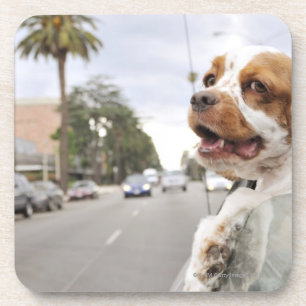 Dog hanging head out of car window coaster