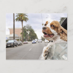 Dog hanging head out of car window postcard